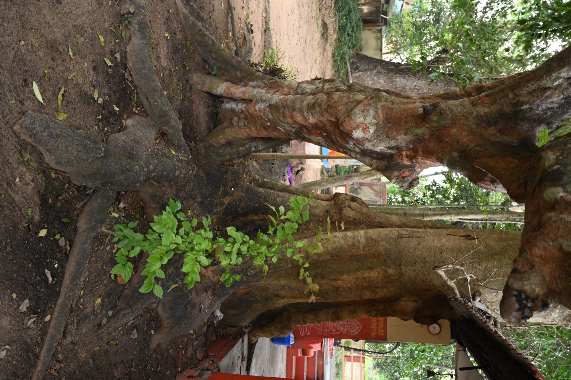 മൂലസ്ഥാനം സർപ്പകാവ്